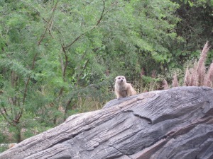 Meerkat - Animal Kingdom Park - Walt Disney World - 2012