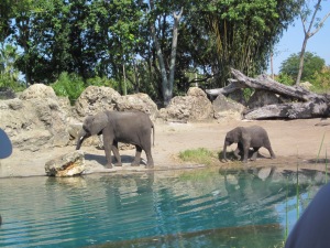 Momma and baby - Animal Kingdom Park - Walt Disney World - 2012