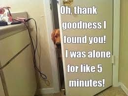 dog in bathroom
